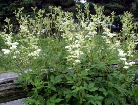 Creţușca-Filipendula ulmaria