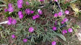 Delosperma Cooperi-Floarea de cristal - Img 4