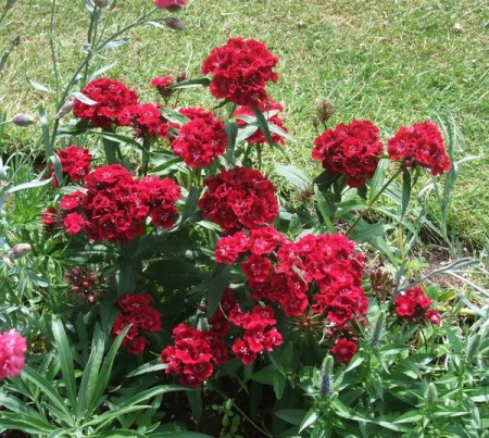 Dianthus barbatus-Garoafa turceasca Scarlet Beauty - Img 2