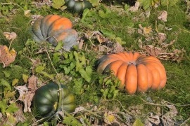 Dovleac Musquee de Provence - Img 2