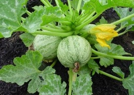 Dovlecel zucchini Ronde de nice - Img 3