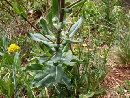 Drobusor-Isatis Tinctoria - Img 4
