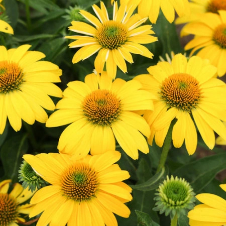 Echinacea Yellow - Img 2