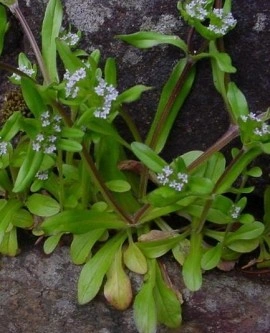 Fetica-Valerianella locusta - Img 2