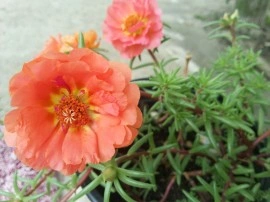 Flori de piatra-Portulaca Grandiflora - Img 3