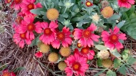 Gaillardia Aristata Arizona Red - Img 6
