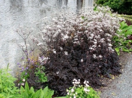 Hasmatuchi purple-Anthriscus Sylvestris RavensWing - Img 4