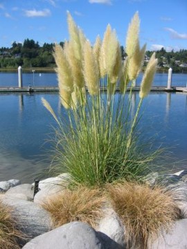 Iarba de pampas alb