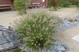 Iarba decorativa-Pennisetum alopecuroides hameln - Img 5