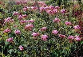 Iarba fluturilor-Asclepias incarnata - Img 6