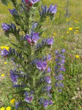 Iarba Sarpelui-Echium vulgare - Img 4