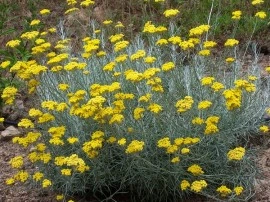 Imortela-Helichrysum arenarium-Siminoc - Img 3