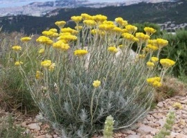 Imortela-Helichrysum italicum - Img 2