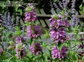 Lemon beebalm-Monarda citriodora - Img 4