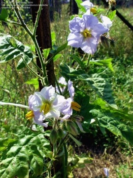 Litchi Tomato-Solanum Sisymbriifolium - Img 6