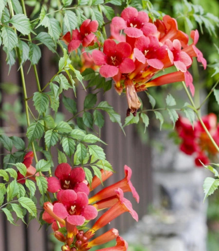 Luleaua Turcului-Campsis Radicans - Img 2