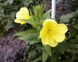 Luminita noptii-Oenothera biennis L