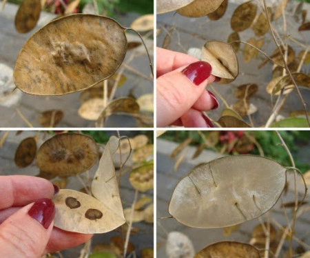 Lunaria Annua mix - Img 2