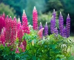 Lupin peren-Lupinus polyphyllus mix - Img 5