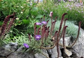 Lysimachia Atropurpurea Beaujolais - Img 2