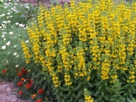 Lysimachia punctata - Img 3