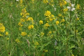 Lysimachia vulgaris - Img 4