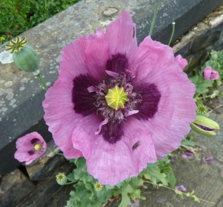 Mac Somniferum Single Lilac - Img 4