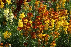 Micsuneaua ruginie-Cheiranthus cheiri Tom Thumb mix - Img 3