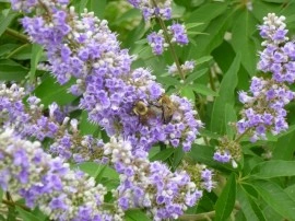 Mielareaua-Vitex agnus castus - Img 5