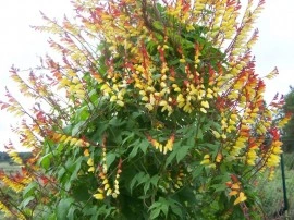 Mina lobata - Img 3