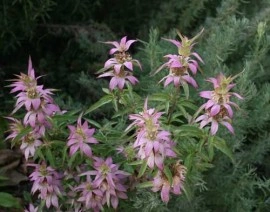 Monarda punctata-Spotted Bee Balm - Img 8