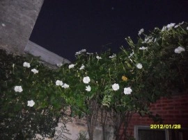 Moonflower-Ipomoea alba - Img 8