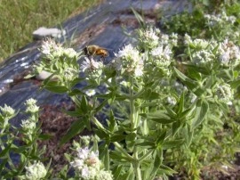 Mountain Mint-Pycnanthemum mix - Img 4