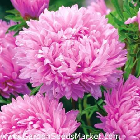 Ochiul boului-Callistephus chinensis Paeony Pink - Img 3