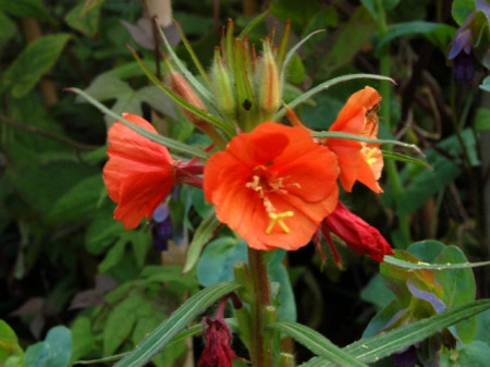 Oenothera Versicolor Sunset Boulevard - Img 4