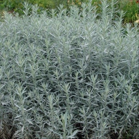 Pelin de argint-Artemisia Ludoviciana - Img 4