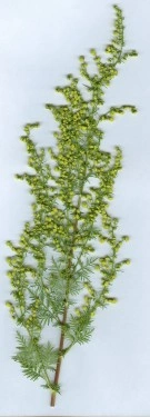 Pelinita-Artemisia Annua - Img 8
