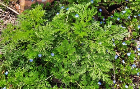 Pelinita-Artemisia Annua - Img 2