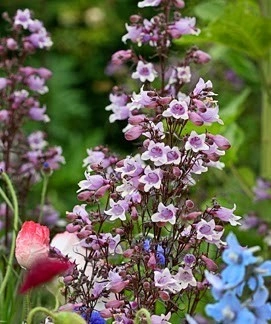 Penstemon Mystica  - Img 4