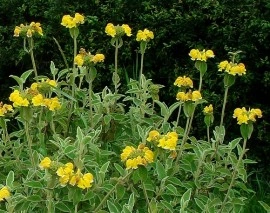 Phlomis russeliana-Ierusalim Salvie - Img 4