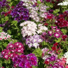 Phlox Drummondii Twinkle mix