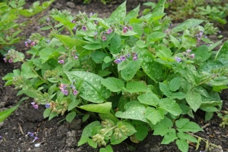 Plămânărică-Pulmonaria officinalis - Img 4