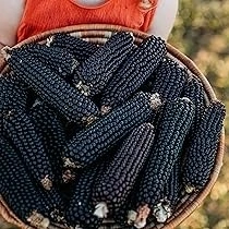 Porumb de floricele Purple Corn - Img 2