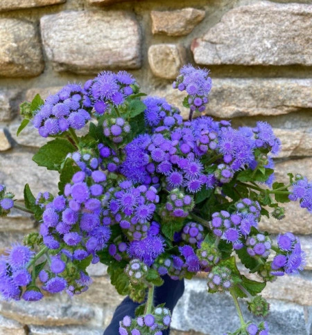 Pufuleti albastri-Ageratum Houstonianum - Img 2