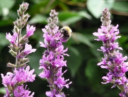 Rachitan-Lithrum Salicaria - Img 4