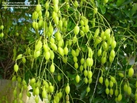 Salcam japonez-Sophora japonica - Img 5
