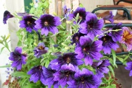 Salpiglossis sinuata mix - Img 4