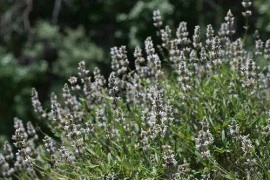 Salvia Mellifera-Black Sage - Img 6