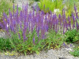 Salvia Nemorosa - Img 8