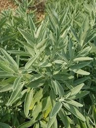 Salvia Off.Albiflora - Img 2